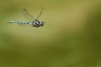 Libellula in Volo 3 Libellula in Volo 3