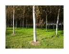I colori del bosco