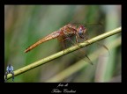 libellula 4
