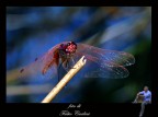 libellula 7 libellula 7
