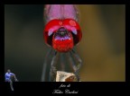 libellula 11 libellula 11