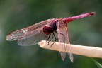 red dragonfly
