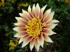 Macro s9600 Macro s9600