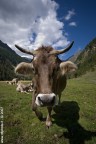 cow series #3 cow series #3
