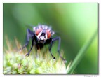 mosca mosca