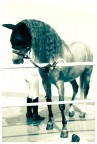 Stallone Andaluso Stallone Andaluso