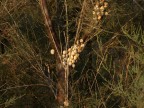 Uno strano albero! Uno strano albero!