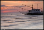 alba alba