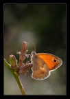 controluce (Coenonympha pamphilus) controluce (Coenonympha pamphilus)