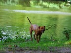 Fido Fido
