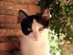 Quanto sono grandi due piccoli occhi Quanto sono grandi due piccoli occhi
