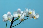 Fiore bianco_2 Fiore bianco_2