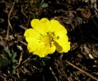 fiore giallo fiore giallo