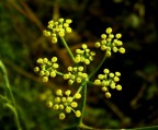 fiore di broccoletto fiore di broccoletto