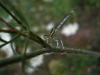 Libellula Libellula