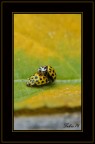 Coccinelle Coccinelle