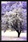 Albero infrarosso Albero infrarosso