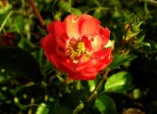 rosa di campo rosa di campo