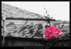 Ti Regalerò Una Rosa Ti Regalerò Una Rosa