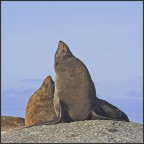 South Africa - Capo di buona speranza