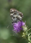 farfallina farfallina