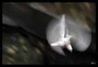 In volo In volo
