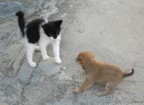 socializzazione socializzazione