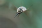 Volo Libero Volo Libero