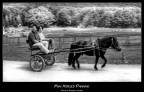 Mini Horsed Panning Mini Horsed Panning