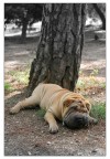 Dreaming under the tree... Dreaming under the tree...