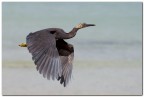 Thailand bird Thailand bird