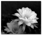 Fiore Fiore