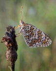 Lycaena Thersamon Lycaena Thersamon