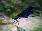 libellula libellula