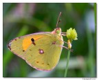 Colias Crocea