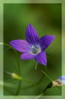 fiore fiore