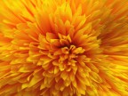 dalia dalia