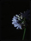 fiore nascosto fiore nascosto