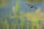 Libellula in Volo 4