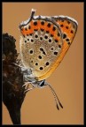 Lycaena thersamon