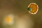 Fiore Fiore