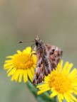 Erynnis tages