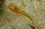 Santa Caterina (Nard�)
-21 mt.
Ghiozzo dorato con un crostaceo parrassita fra gli occhi.
E' stato l'unico modo di scattare la foto, visto che il pesciolino si trovava in una buca