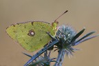 colias crocea colias crocea