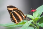 Butterfly Butterfly