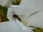 La preda e il predatore La preda e il predatore