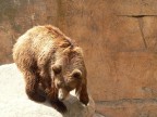 ORSO ORSO