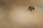 Volando Volando
