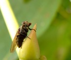 Mosca Mosca