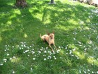 Il nostro cane Ben nel giardino fiorito di margherite di inizio primavera 2004